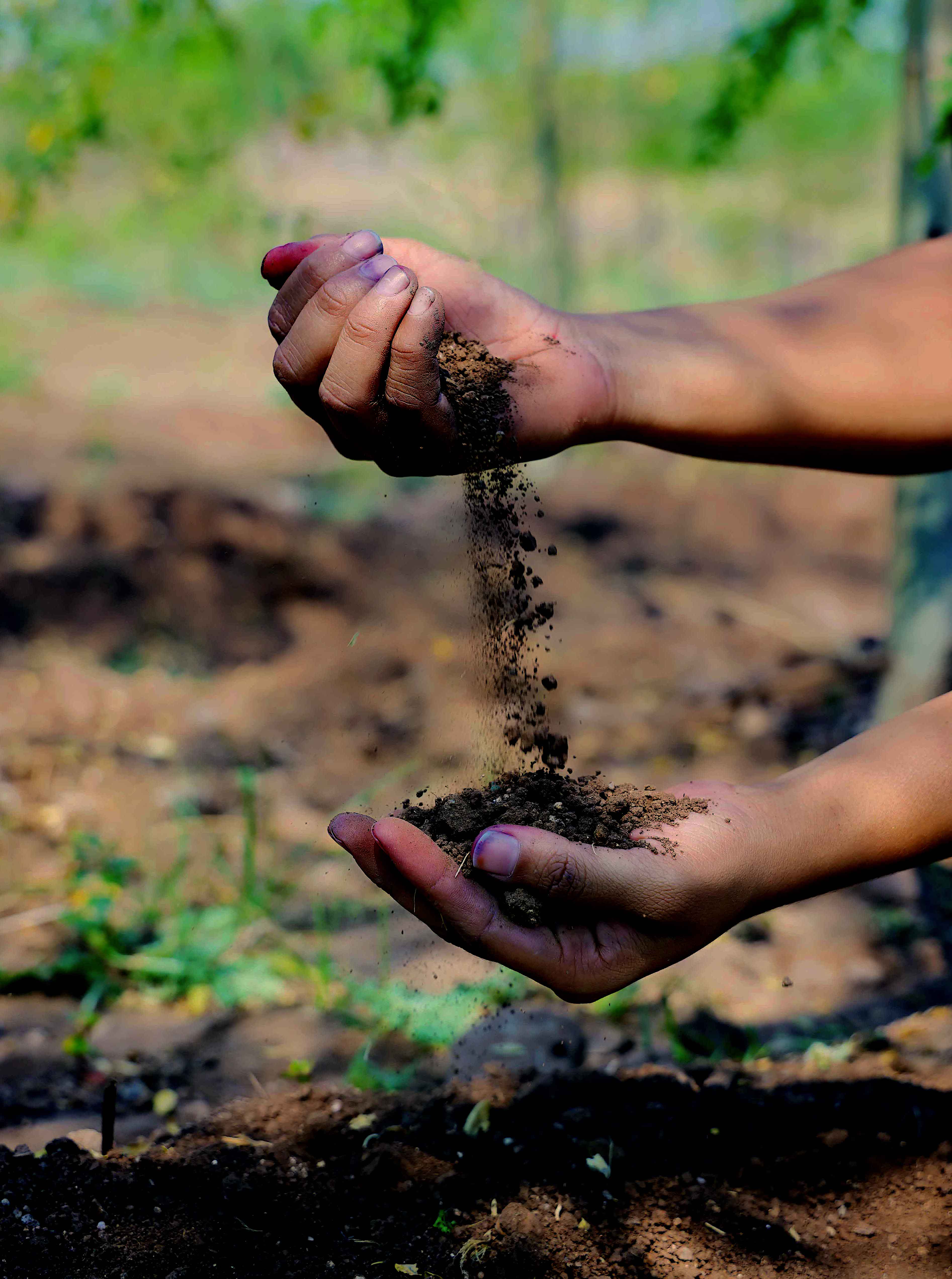 Soil Biology and Root System